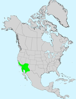 North America species range map for Alkali Goldenbush, Isocoma acradenia: Click image for full size map.